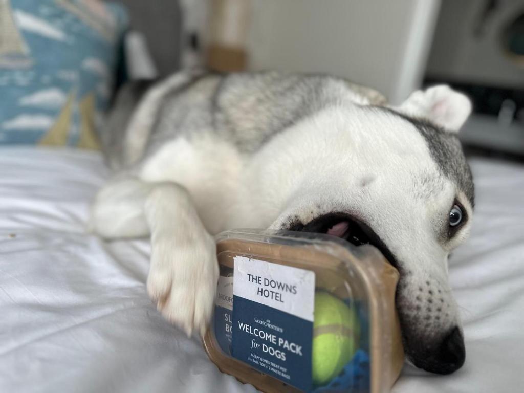 a stuffed dog is laying on a bed with a container at Downs Hotel in Stanmer