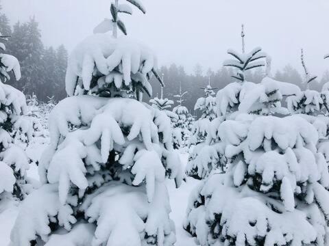 einen schneebedeckten Wald mit schneebedeckten Bäumen in der Unterkunft Ferienwohnung Winterberg in Winterberg