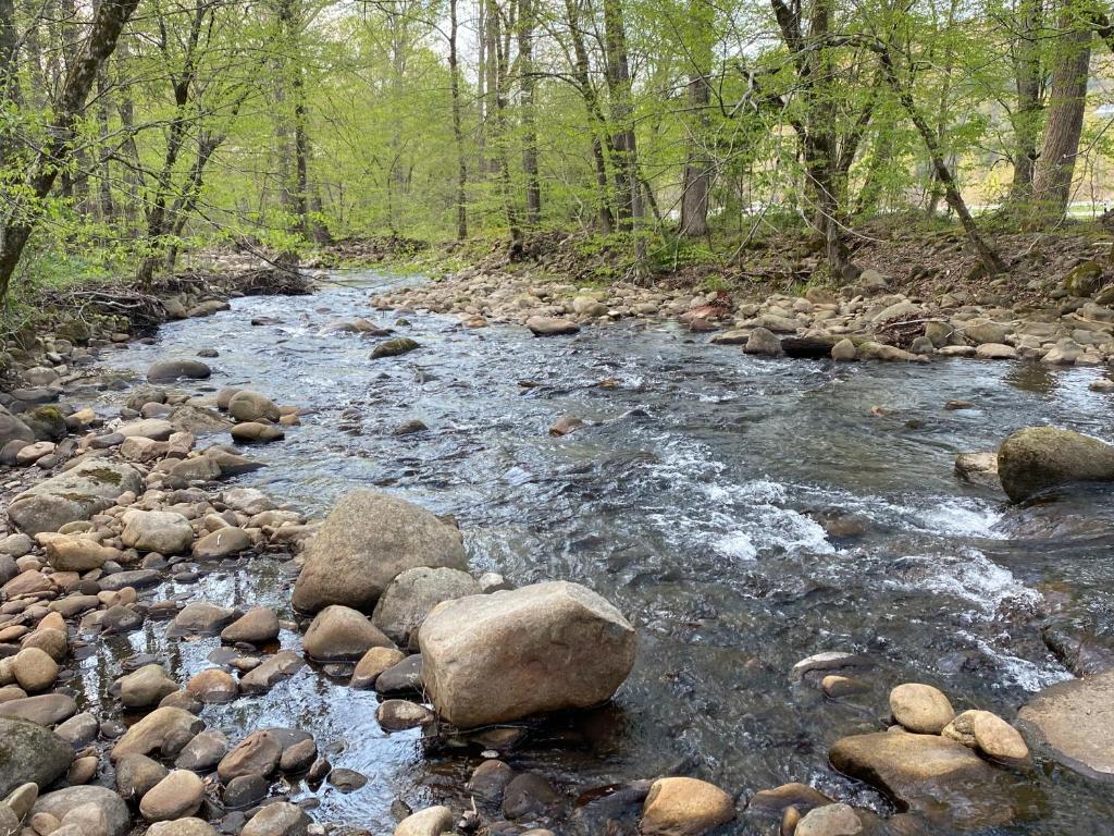 a river with rocks and trees in a forest at Home Sweet Home on Cosby Creek in Cosby