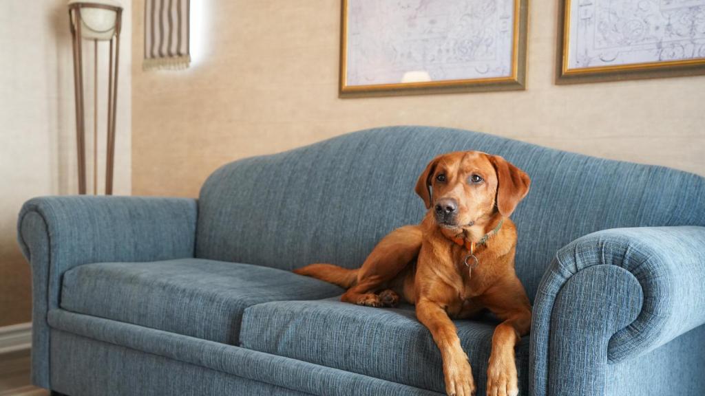 Hôtel Palace Royal Centre-Ville Québec par JARO - Resim 41