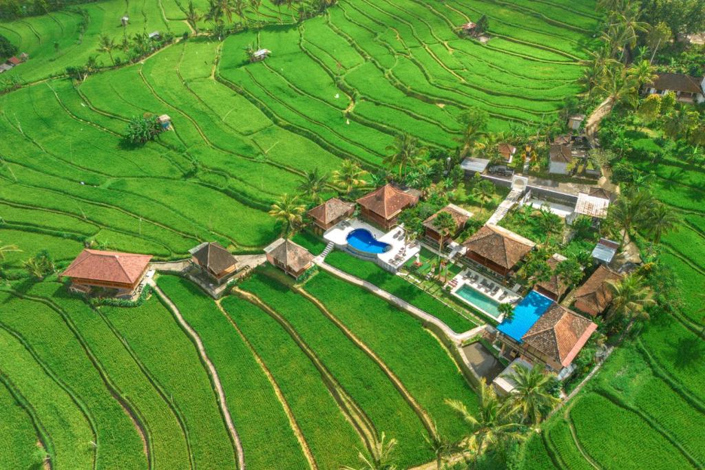 an aerial view of a villa in a rice field at Villa Sande in Munduk