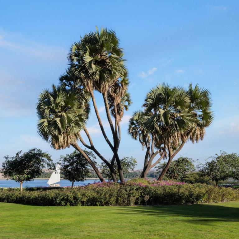 two palm trees in a park next to the water at MGM Wellness Clinic in Aswan