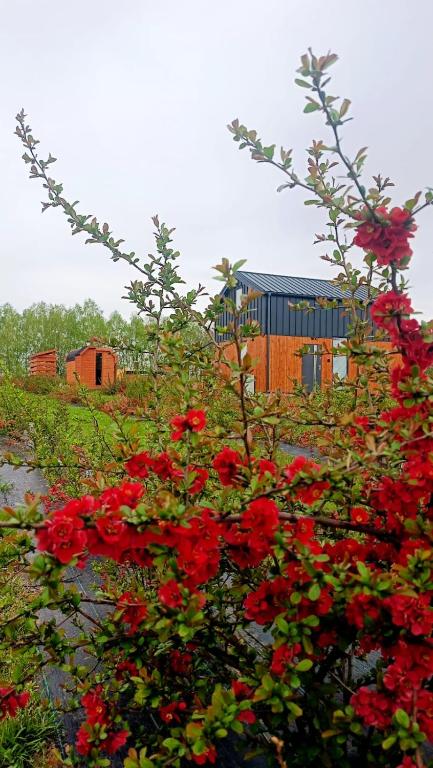 a bush of red flowers with a building in the background at Pigwowcowe Zacisze in Grabowa