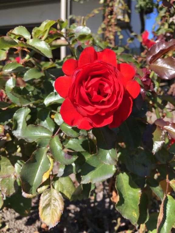 Parklands Motor Lodge Timaru - Resim 20