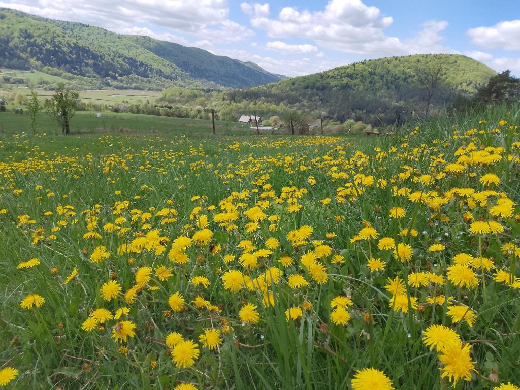 Príroda v okolí privátu