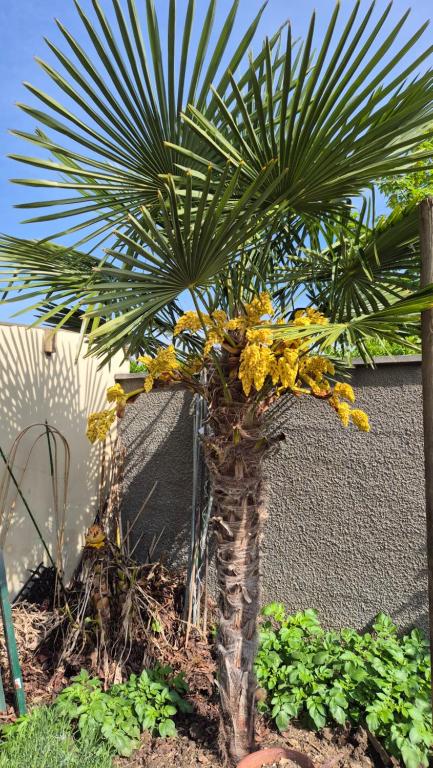 a palm tree with yellow flowers in a garden at Chambres meublées Sdb Wc et accès privatifs - Suite familiale in Champigny-sur-Marne