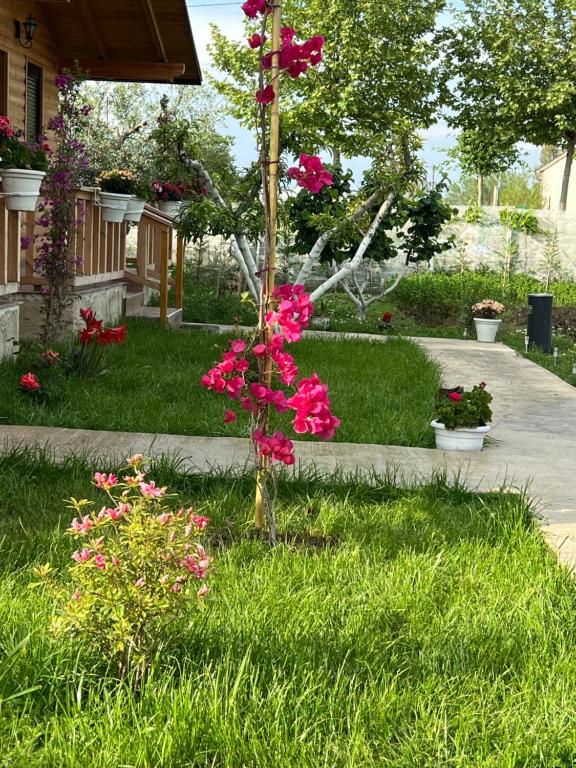 Zahrada ubytování Guest House Dimal Berat