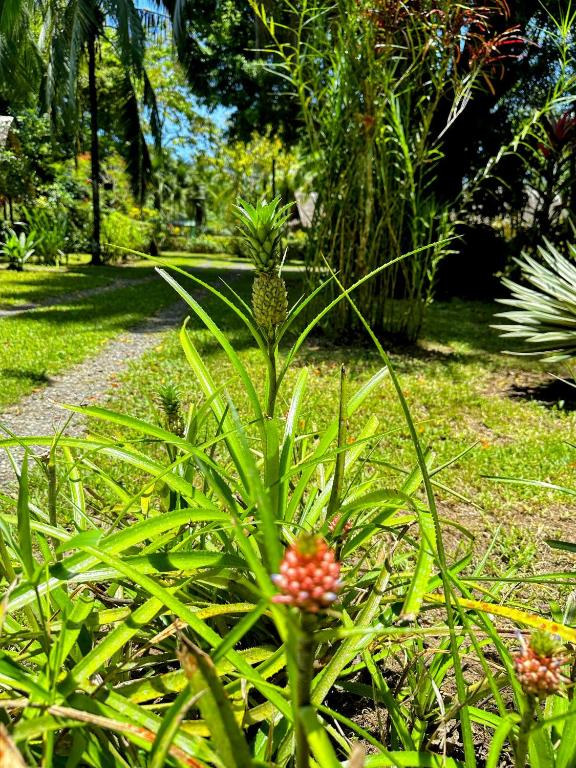 Zahrada ubytování Alby Lodge Cahuita