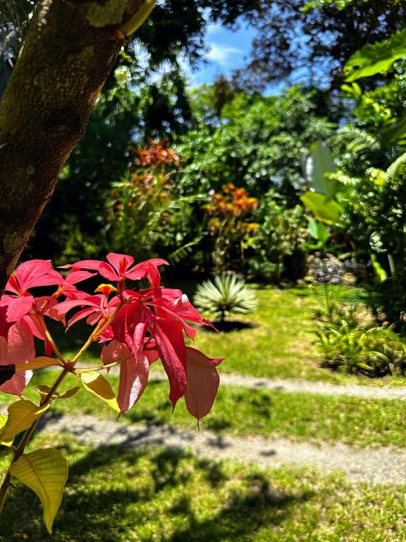 Zahrada ubytování Alby Lodge Cahuita