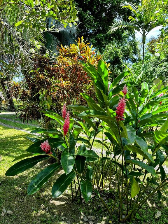 Zahrada ubytování Alby Lodge Cahuita