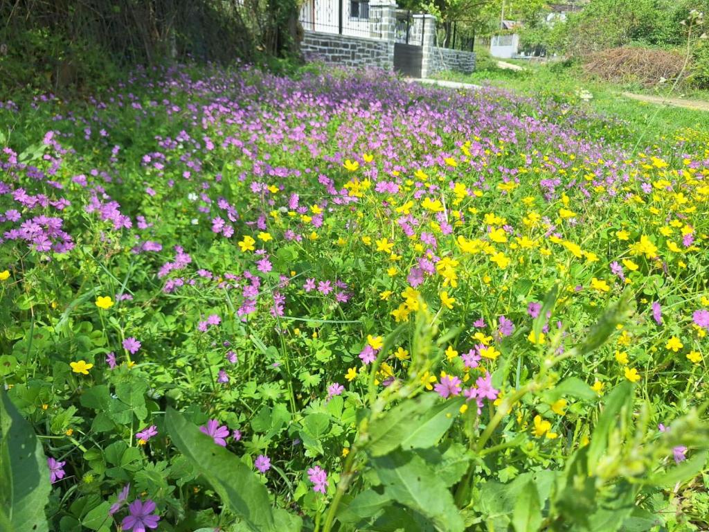 Zahrada ubytování Spring Village Home