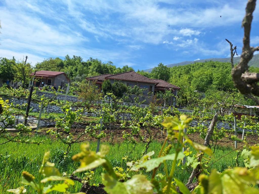 Zahrada ubytování Spring Village Home