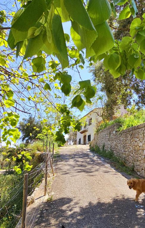 Fotografie z fotogalerie ubytování Agroturismo Finca Can Sec v destinaci Alaró
