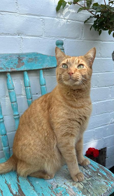 The Hidden Gem in Cambridge - One to Two Bedroom Suite - Resim 17