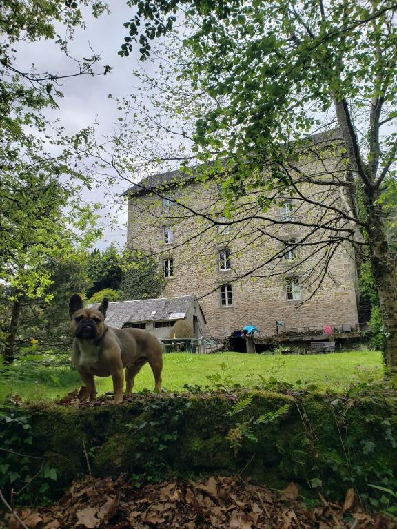 un carlin debout devant un bâtiment dans l'établissement 3 Apts Moulin SAGE, à Treignac