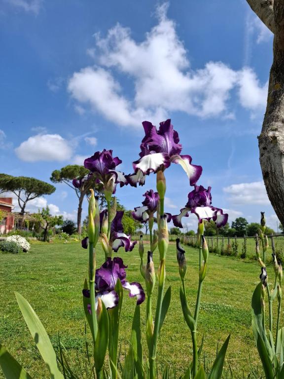 Zahrada ubytování Podere Muracciolo