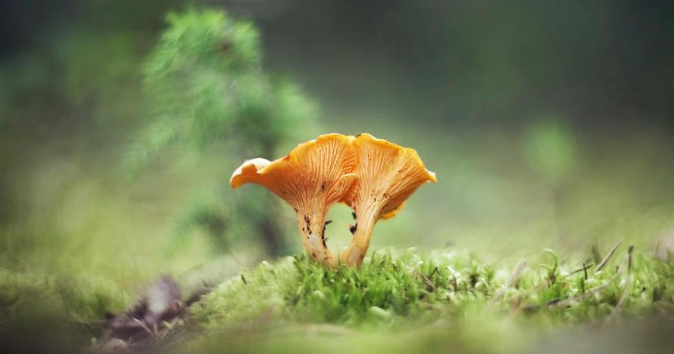 Zvířata v prázdninového domu nebo okolí
