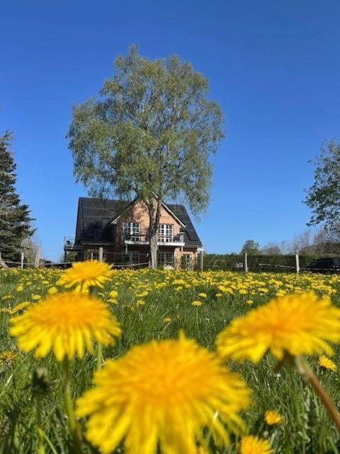 a field of yellow flowers in front of a house at Noor-OG-mit-Studio-Nr-4 in Haby