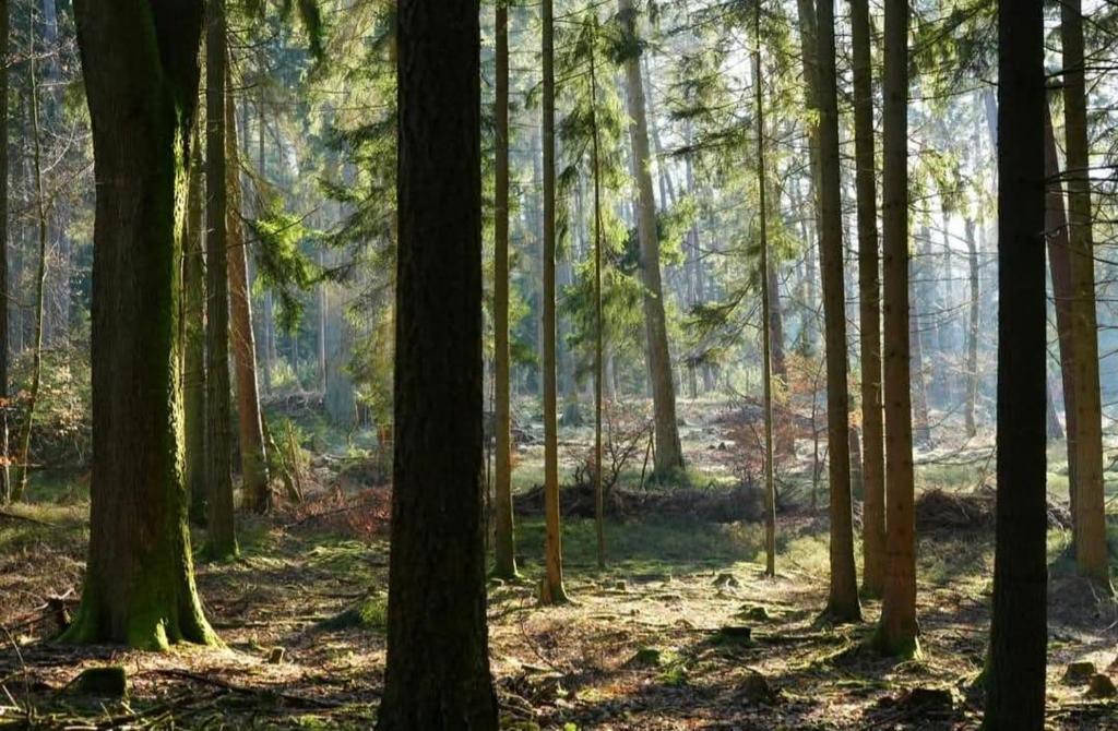 a forest of trees with the sun shining through them at Ferienwohnung am Meulenwald in Föhren