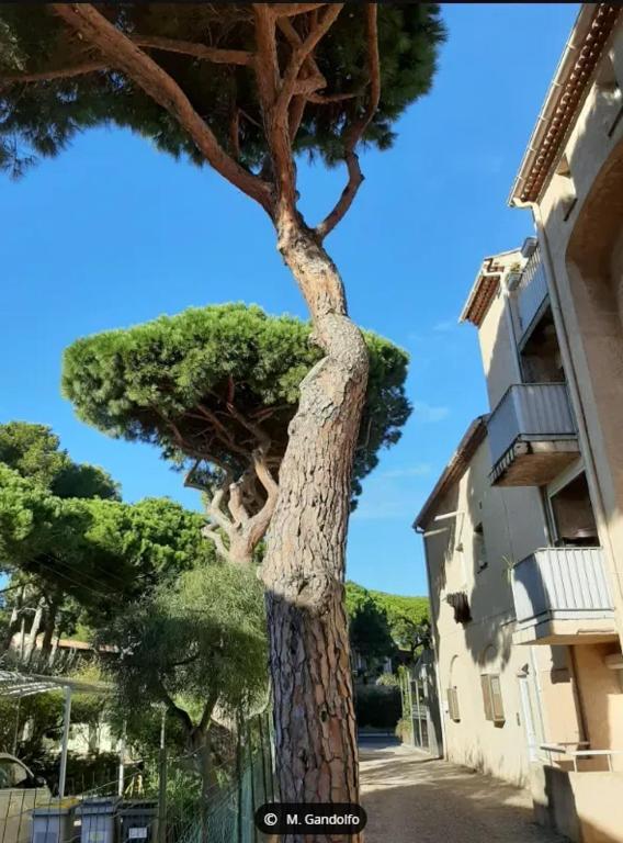 un arbre au milieu d'une rue dans l'établissement Appartement Confortable à Proximité de la Mer 45 m², à Hyères