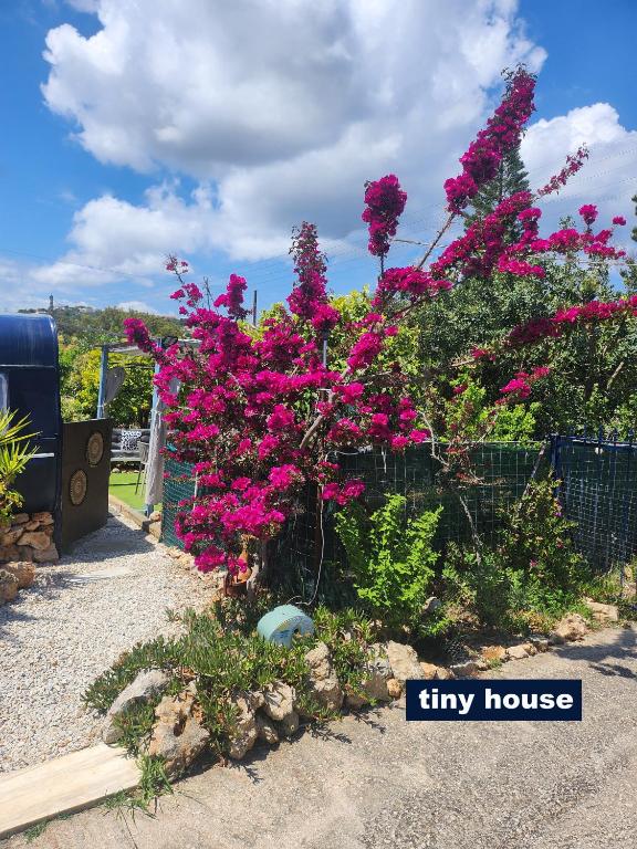 Zahrada ubytování Dream Tiny House or Luxus Tent with pool