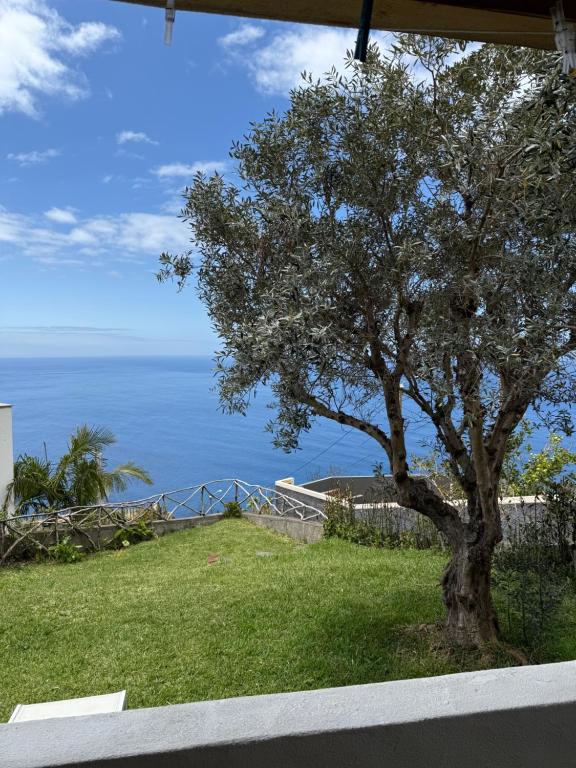un árbol en una colina con el océano en el fondo en Cozy Sea View House Fajã da Ovelha, en Calheta