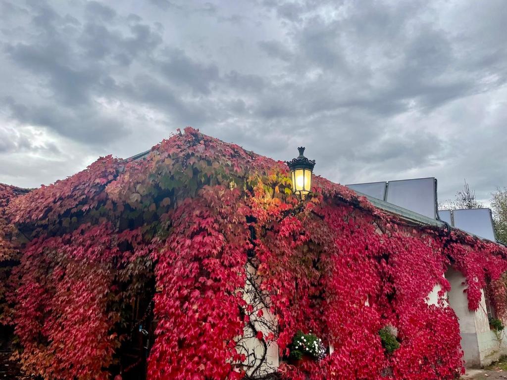 Zahrada ubytování Hôtel La Rubanerie