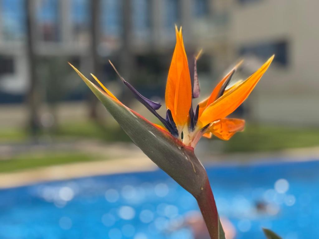 Bazén v ubytování Apartamento Port Dénia nebo v jeho okolí