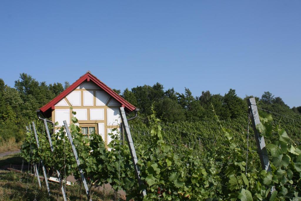 Zahrada ubytování Schwarzer Adler - Hotel Garni