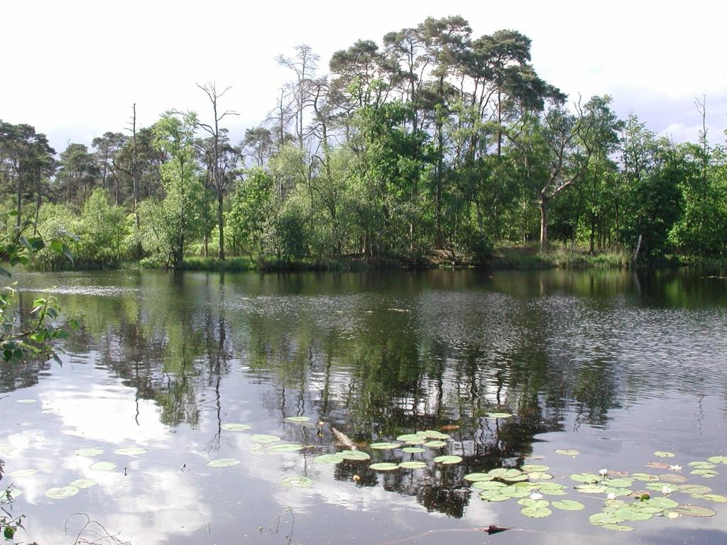 a lake with lily pads in the water at Minicamping de Lindehoef in Moergestel