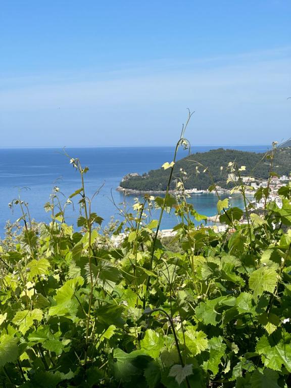 a green bush with the ocean in the background at ELÉA Guesthouse himare in Himare