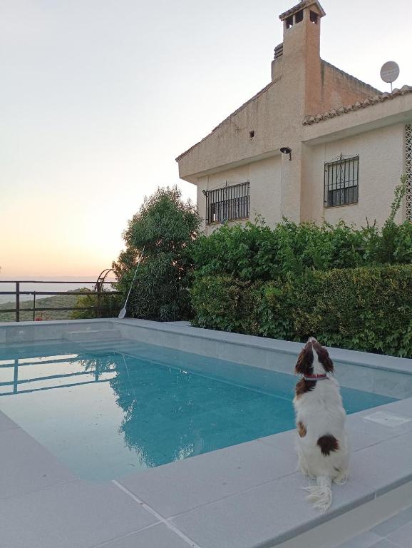 Un perro está parado junto a una piscina. en Casa los Huertecillos, en Nívar