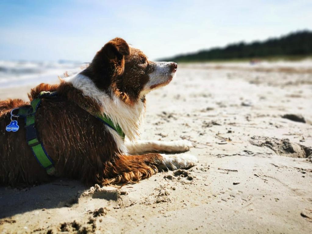 een hond op het strand bij FeWo Renken in Trassenheide