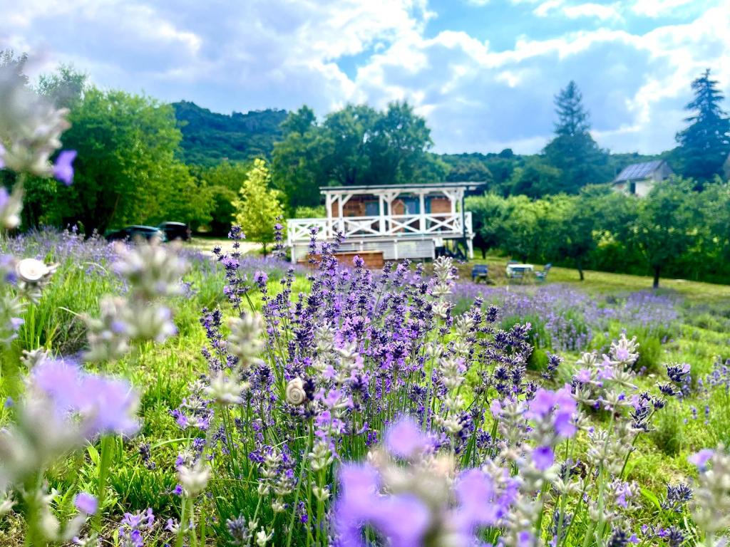KisapátiにあるTiny House at lake Balatonの紫花畑