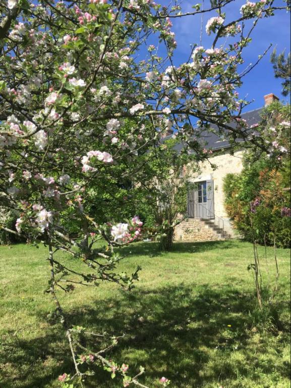 un magnolia devant une maison dans l'établissement La bergerie - Point de vue sur la Creuse, à Ceaulmont