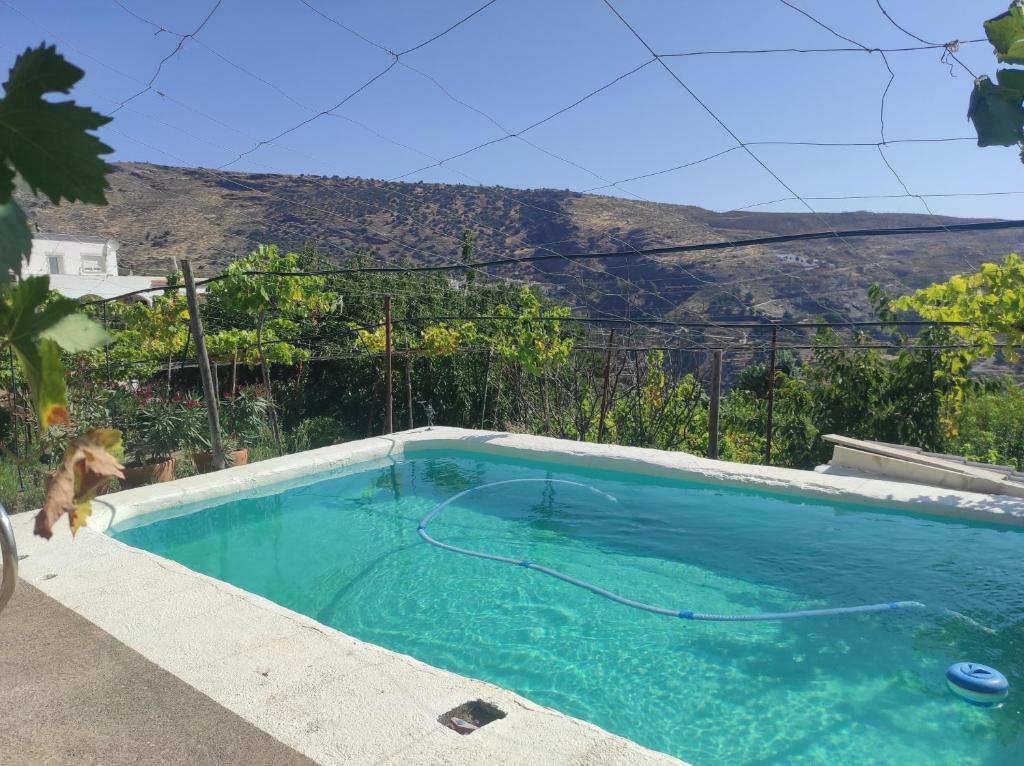 una piscina con un perro al lado en Casa Rural en Ohanes, 1 dormitorio - El Cortijo Escondido, La Rosa, en Ohanes