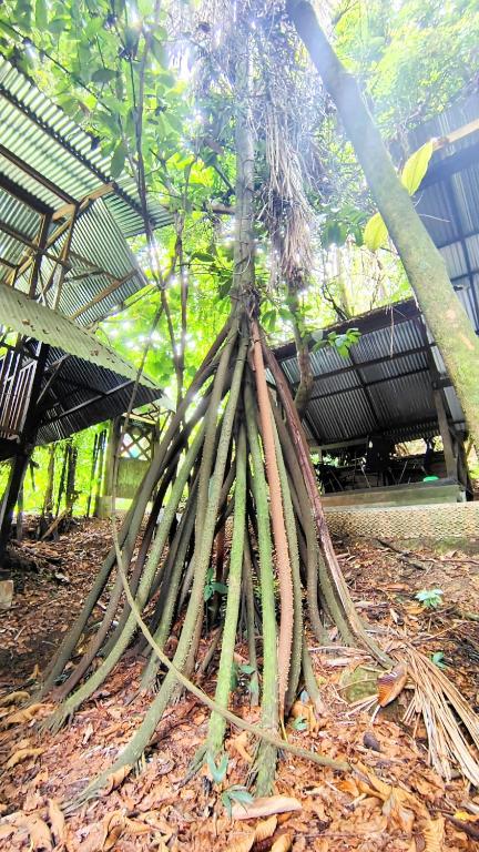 Zahrada ubytování Paraíso Ayahuasca Hotel & Tours