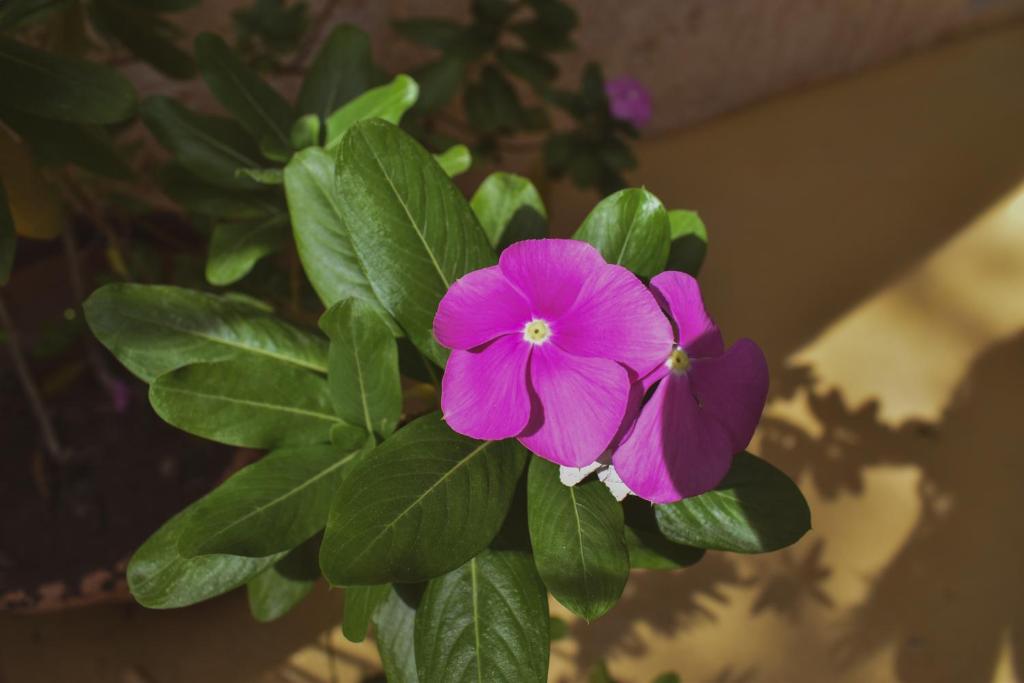 Fotografie z fotogalerie ubytování Hotel Boutique Bugambilias v destinaci Valladolid