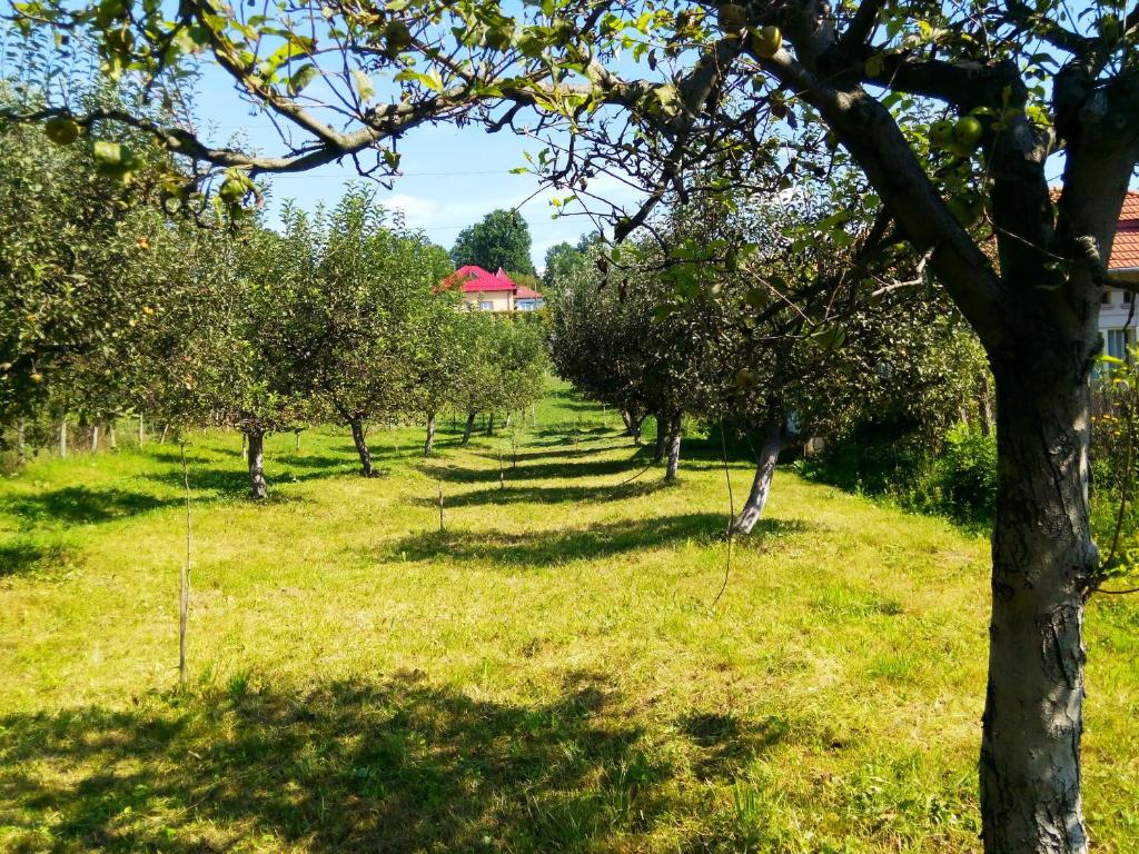 Zahrada ubytování Pensiunea Dana