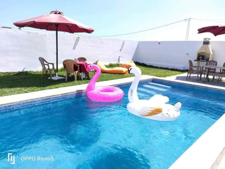 two swans are in the water in a swimming pool at Dar yess in Bin Rhilouf