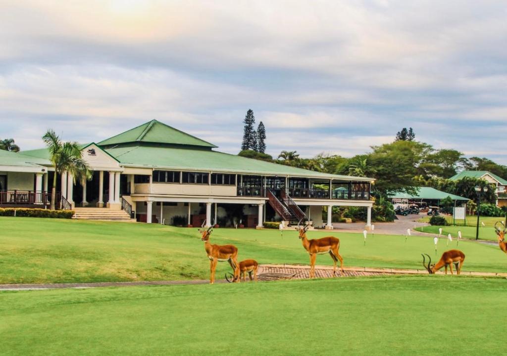 a group of deer walking in front of a building at Cosy Urban Apartment in Durban