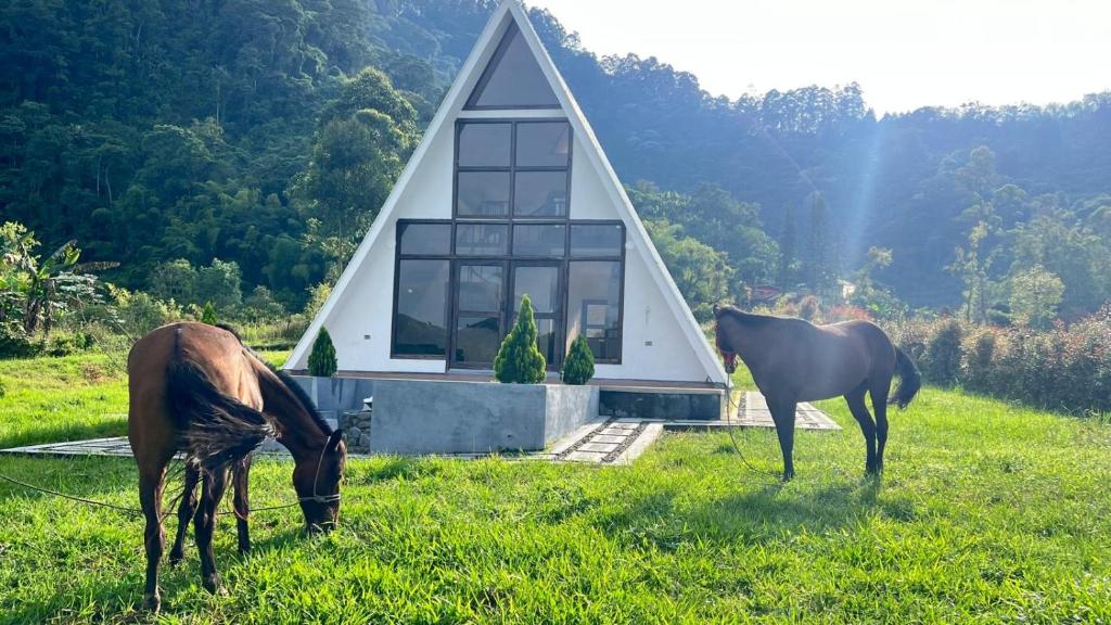 two horses grazing in the grass in front of a house at Ilusion Cabaña La Florida in Pereira