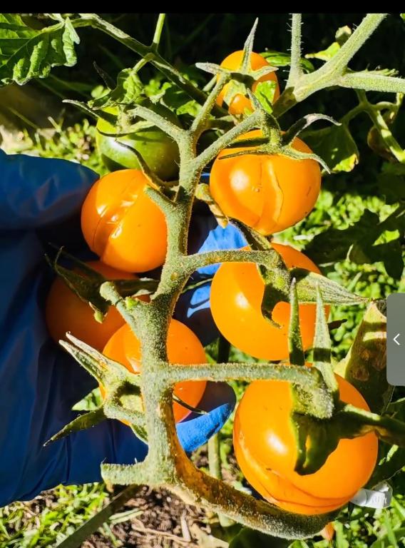 Delight at Golf - Resim 31