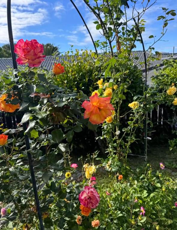 Delight at Golf - Resim 22