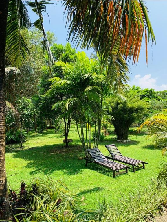 two benches in a park with palm trees and grass at New Holiday Reach in Unawatuna