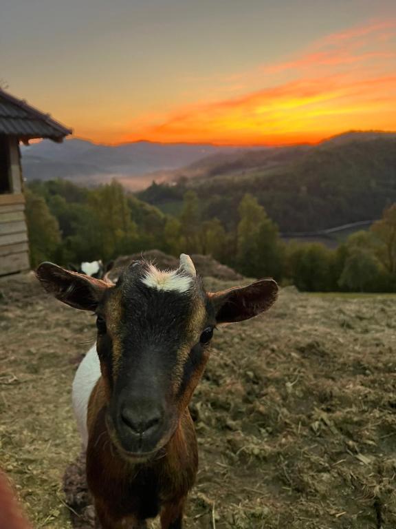 Příroda nedaleko prázdninového domu