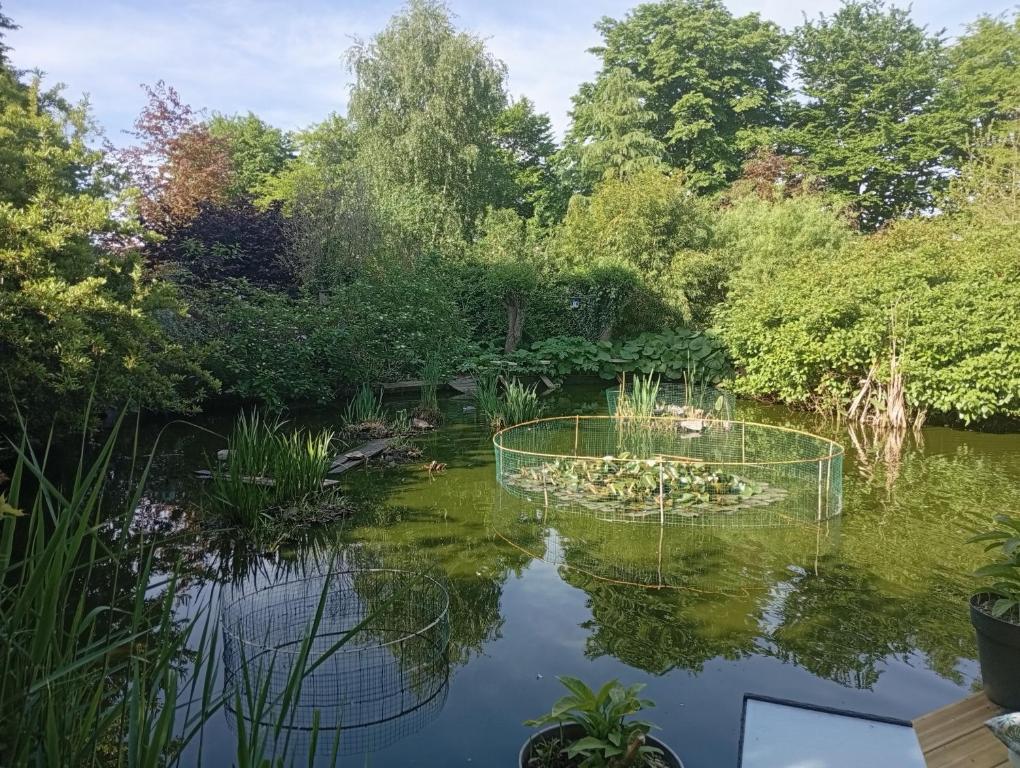 a pond with a bunch of lilies in it at chambres d'hôtes naturistes de la moque souris in Saint-Pierre-de-Mailloc