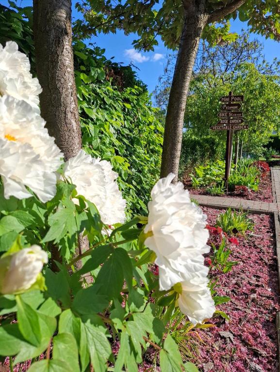 Zahrada ubytování Tisza Lodge B&B - Panzió