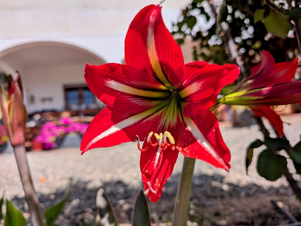 Jardín al aire libre en Casa Rural en Ohanes, 1 dormitorio - El Cortijo Escondido, La Rosa