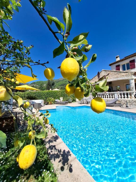 Una piscina con un limonero al lado de una casa. en Villa Bibaou, en Vence